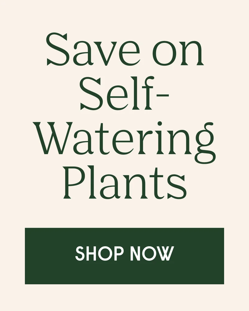 Save on self-watering
