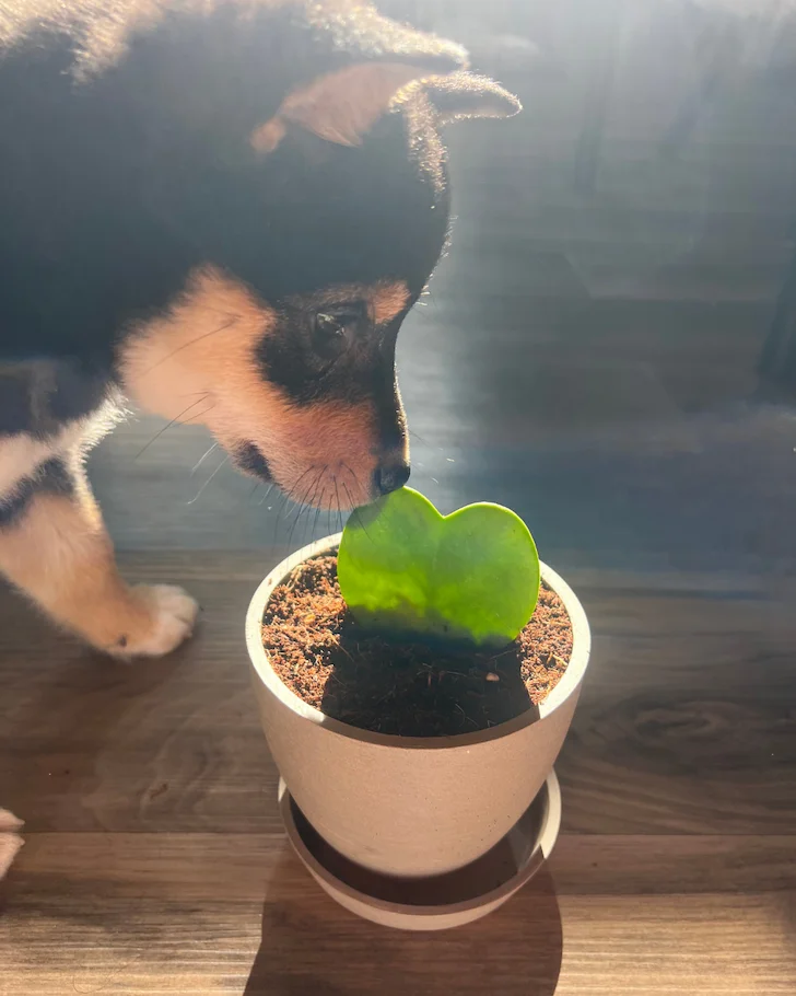 puppy with hoya heart