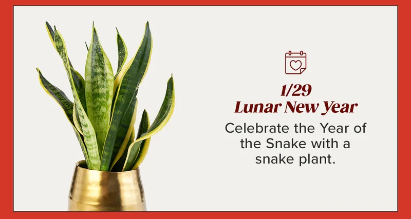 1/29 Lunar New Year: Celebrate the Year of the Snake with a snake plant.