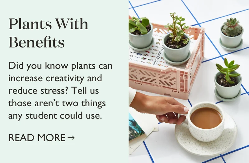 Read The Benefits of Houseplants on Our Blog