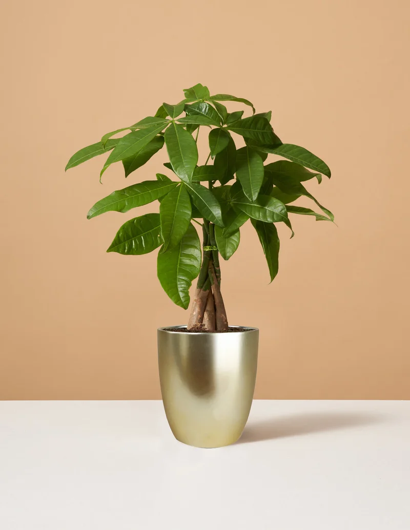 Image of Money Tree Plant