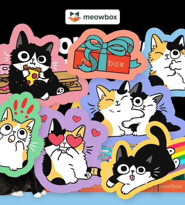 Spoil your cat & save 40% off! Image of cat illustrations disappearing to reveal a black white spotted cat sitting next to meowboxes (featuring themes like the '90s Meowstalgia, Ameowzing Home Makeover, Pumpkin Spice & Everything Mice and Land Meow Under).