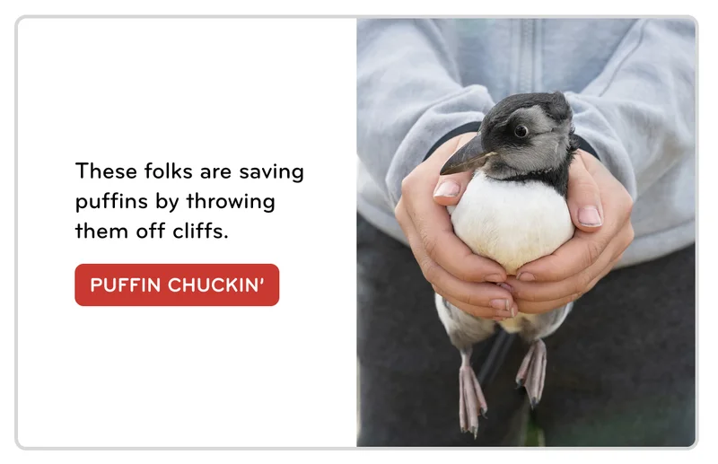 puffin-chuckin'