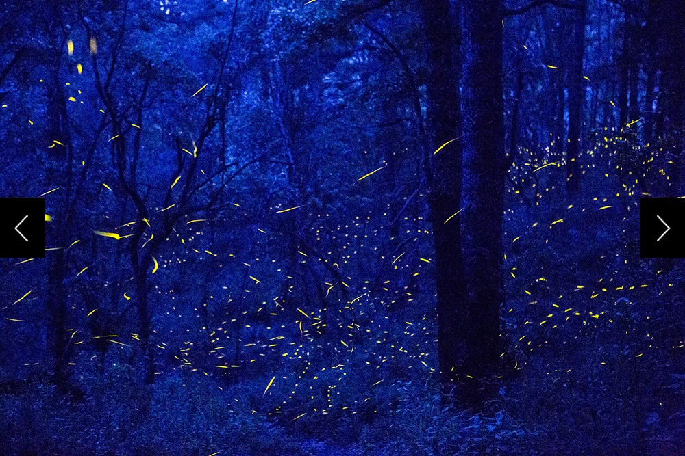 Fireflies swarming in the woods