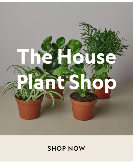 The House Plant Shop