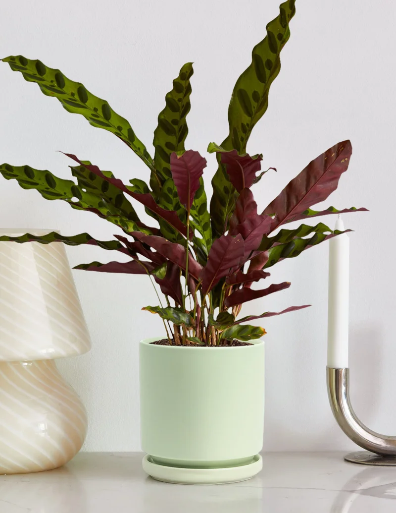Image of Calathea Rattlesnake