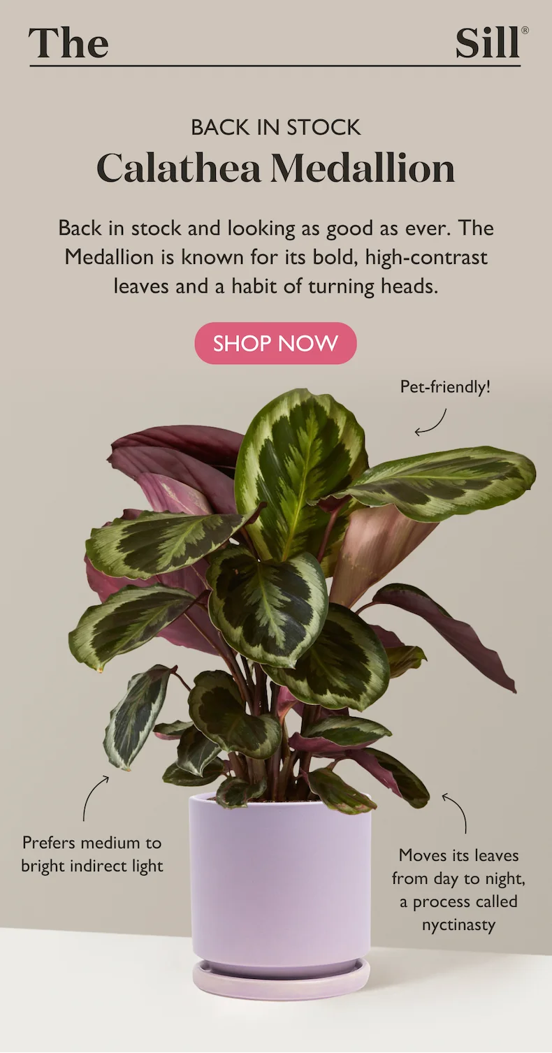 Back in stock and looking as good as ever. The Calathea Medallion is known for its bold, high-contrast leaves and a habit of turning heads.