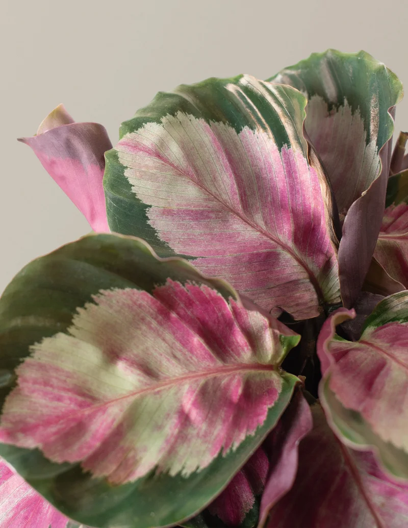 Image of Calathea Rosy