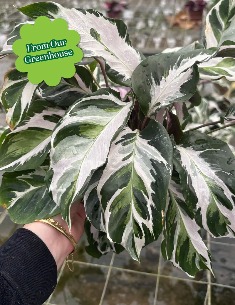 Image of Calathea White Fusion