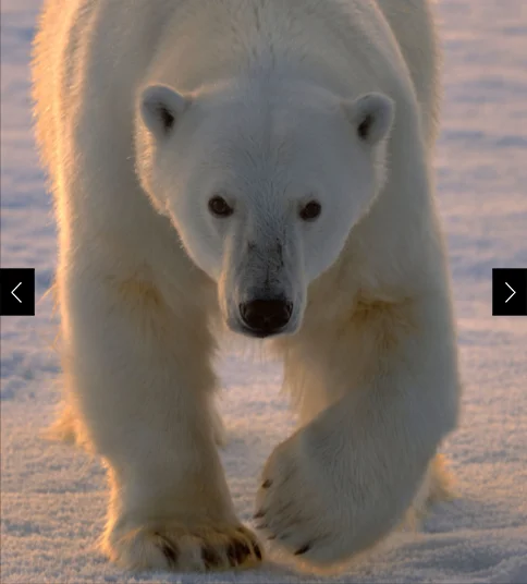 A polar bear (Ursus maritimus) walks on pack ice in Svalbard, Norway.