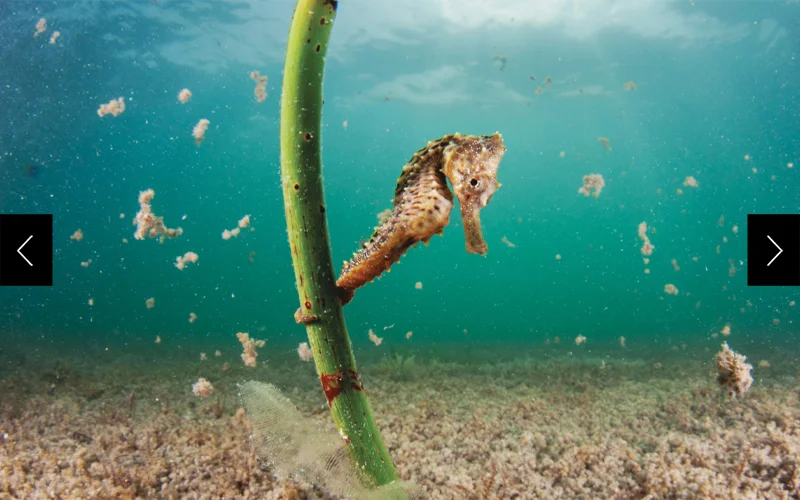 A saltwater pond in the Bahamas hosts a never before seen wonder: a thriving, isolated population of seahorses.