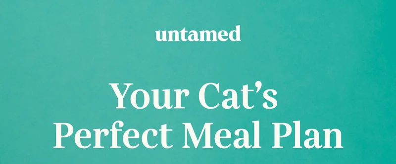 Your Cat's Perfect Meal Plan