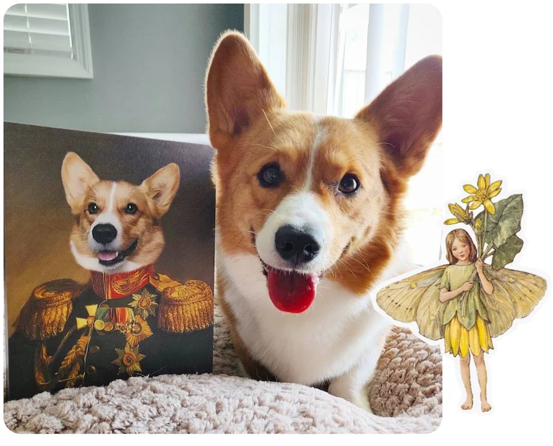 The Veteran Corgi Portrait