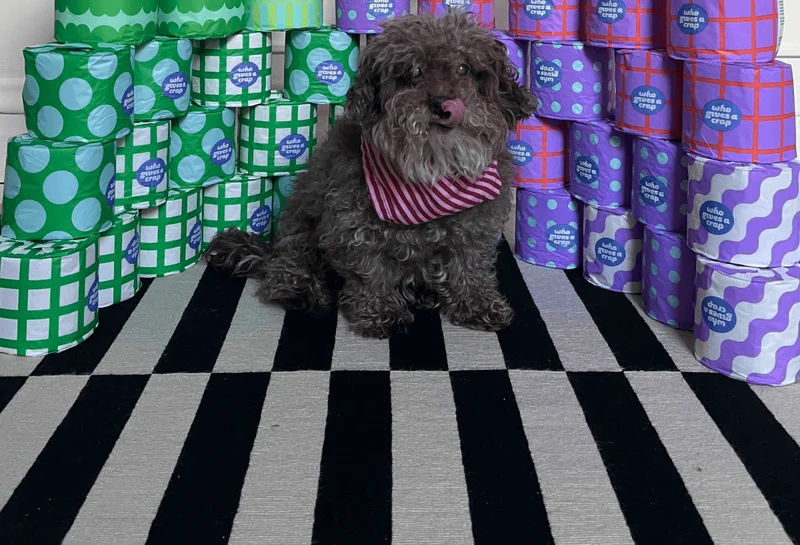 Image: Furbaby in front of those beautiful bundles with toilet paper, tissues, and kitchen towels