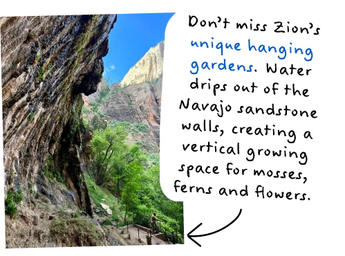 Don’t miss Zion’s unique hanging gardens. Water drips out of the Navajo sandstone walls, creating a vertical growing space for mosses, ferns and flowers.