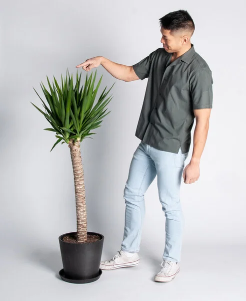 Shop the Yucca Cane