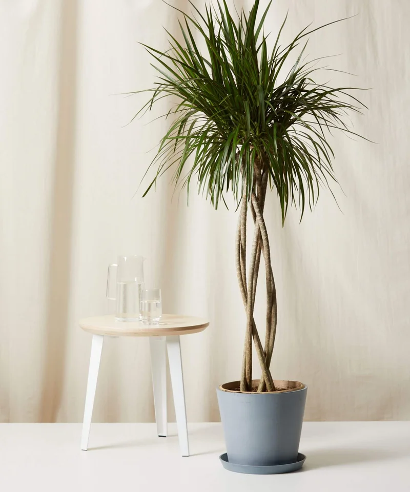 Image of Dracaena Marginata Open Weave