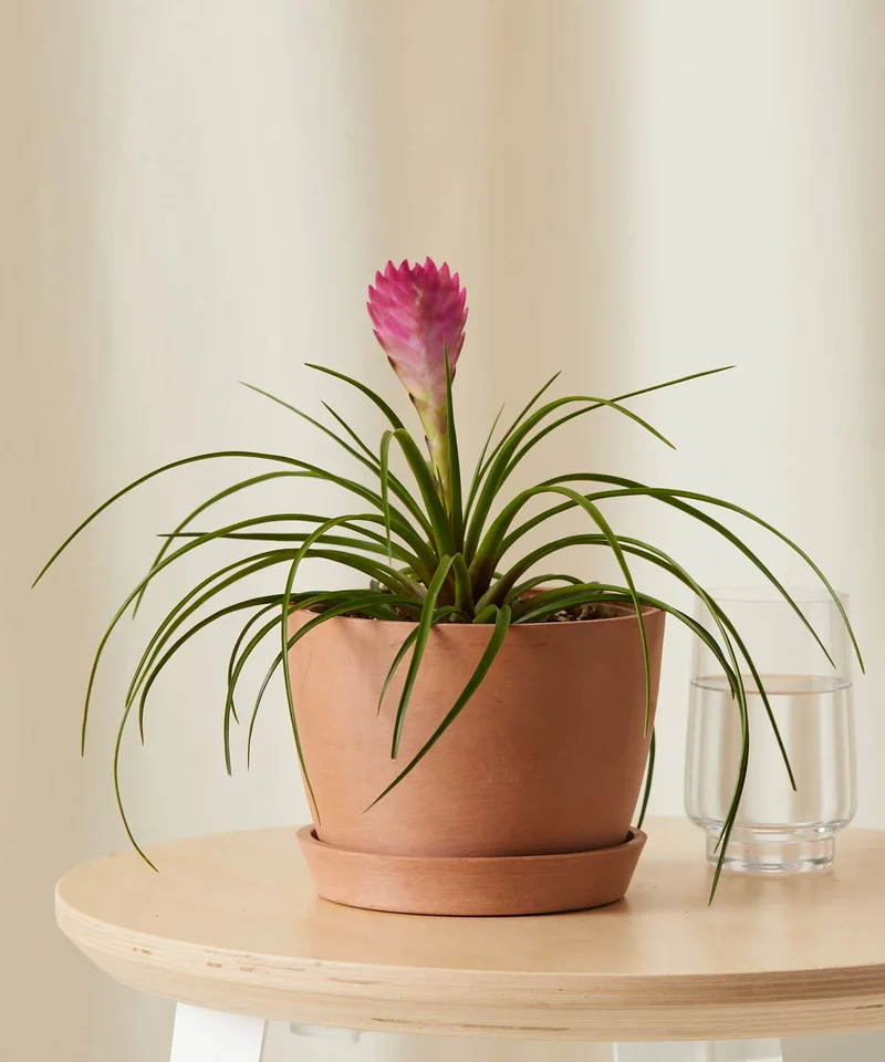 Image of Bromeliad Summer