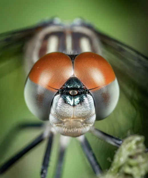 Image by @vincentdimickphotography