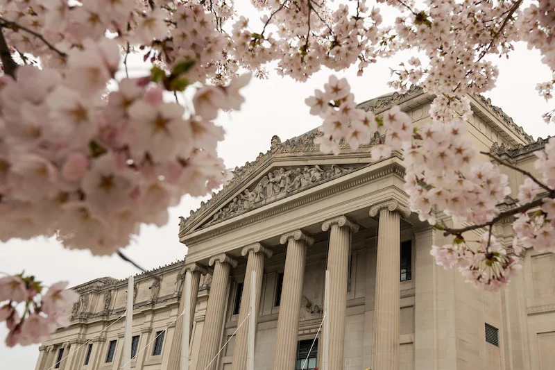 Outside of the Brooklyn Museum with blossoming cherry blossom trees