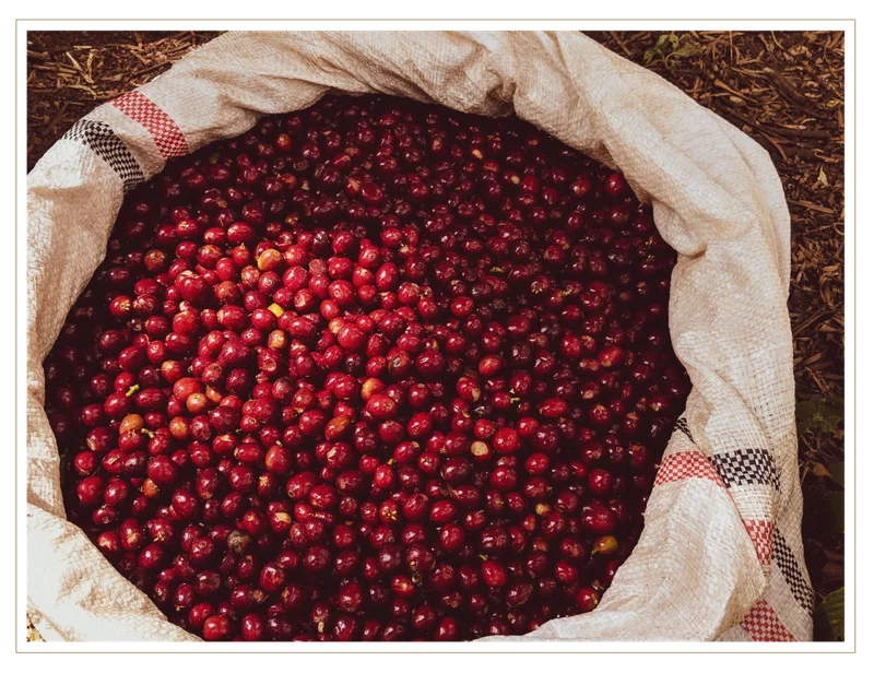 Ethiopia Suke Quto coffee