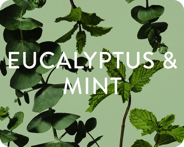 Eucalyptus and mint