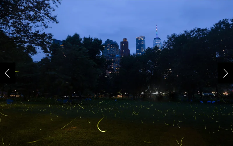 Common eastern fireflies (Photinus pyralis) are seen at The Battery in New York City, in a composite photograph made from 1,294 one-second exposures. Despite the threat of light pollution, urban green spaces like this one help fireflies continue to thrive.