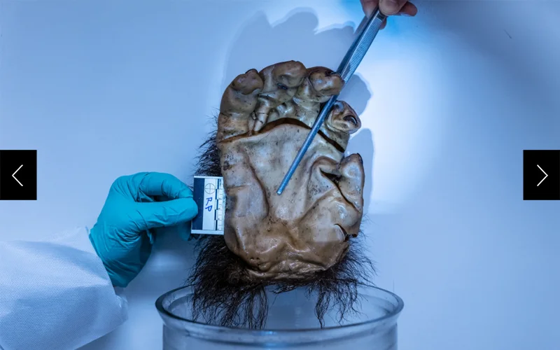 A photograph depicting the hand of a gorilla from the collection of the Natural History Museum being examined by law enforcement to help anti-poaching efforts.