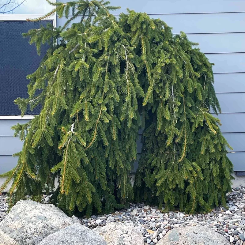 Image of Weeping Norway Spruce