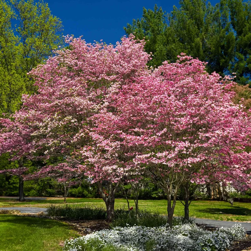 Image of Cherokee Brave Pink Dogwood