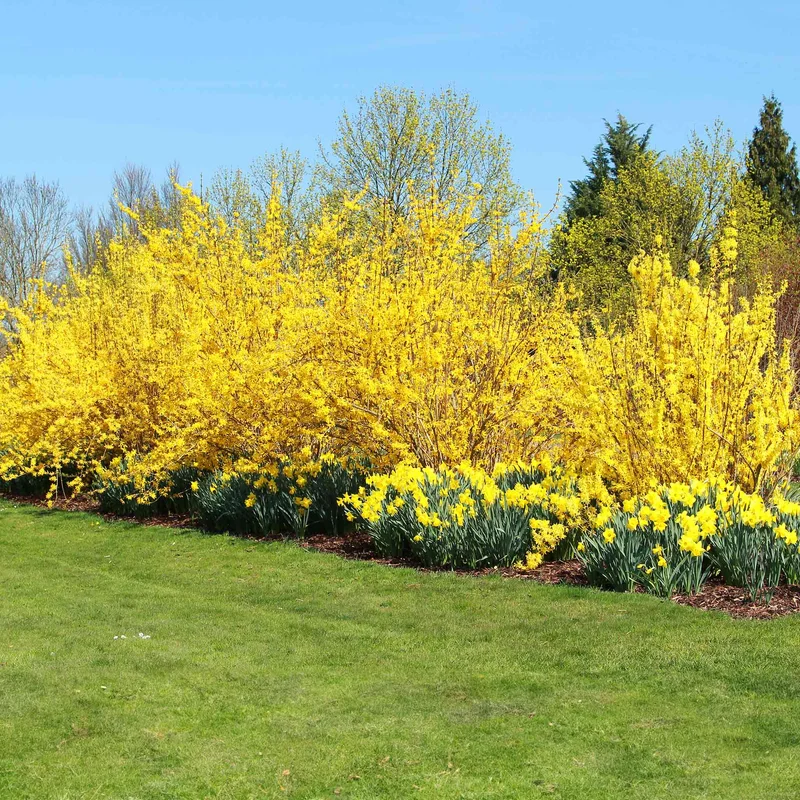 Image of Lynwood Gold Forsythia