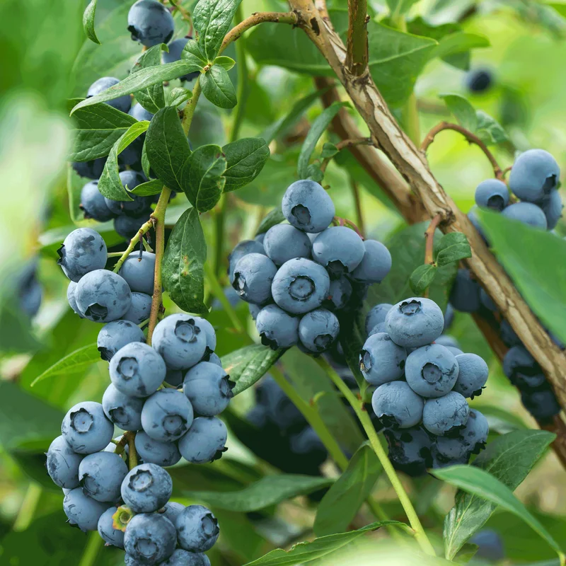 Image of Bluecrop Blueberry