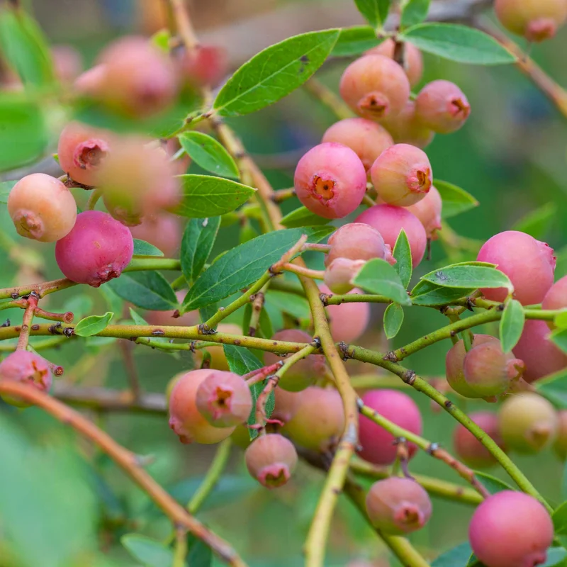 Image of Pink Lemonade Blueberry