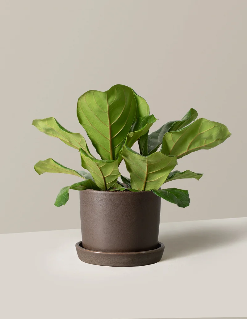 Image of Fiddle Leaf Fig