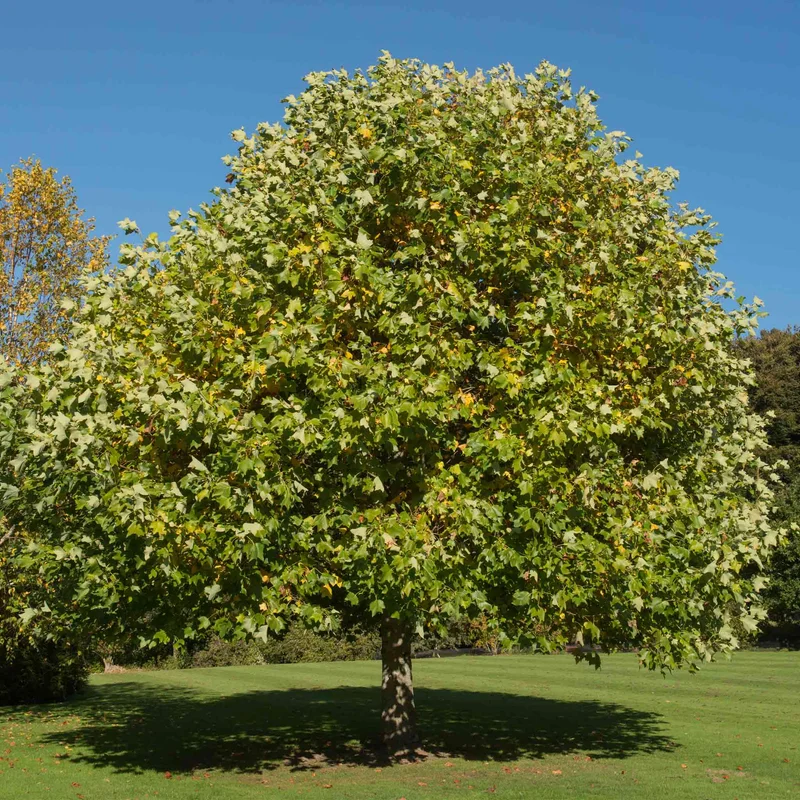 Image of Tulip Poplar