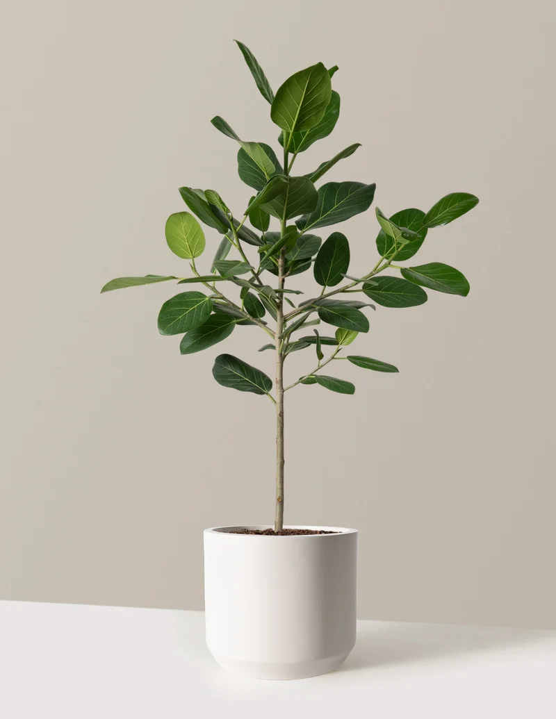 Image of Large Ficus Audrey Tree