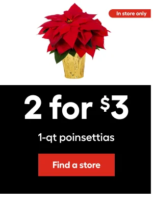 2 for $3. 1-qt poinsettias. In store only.
