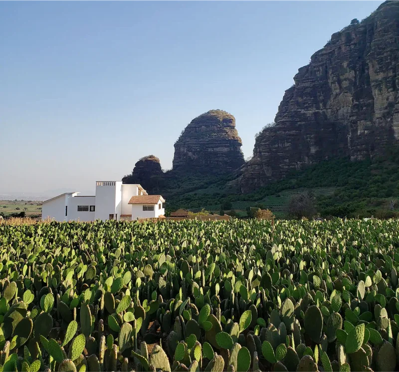 A white house with a light brown roof sits amid neverending green cacti. Surreal rock formations tower behind the house.