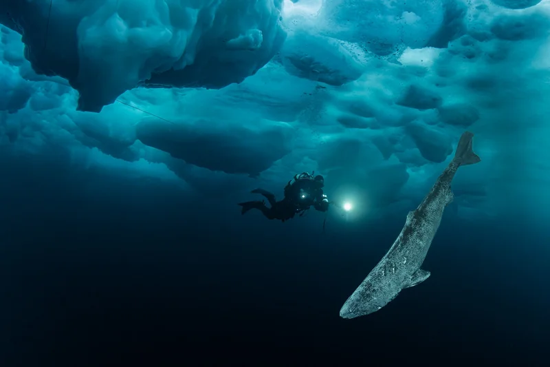When this Greenland shark was born, Leonardo painted the Mona Lisa. The species is the longest-lived vertebrate on the planet, living centuries in deep icy waters.
