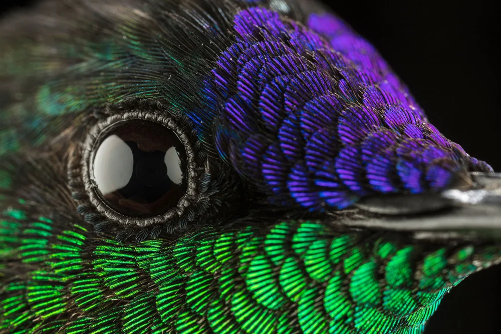 A close-up of a hummingbird's eye