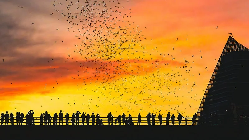 Image description: People watching bats on Congress Avenue bridge, in Austin.