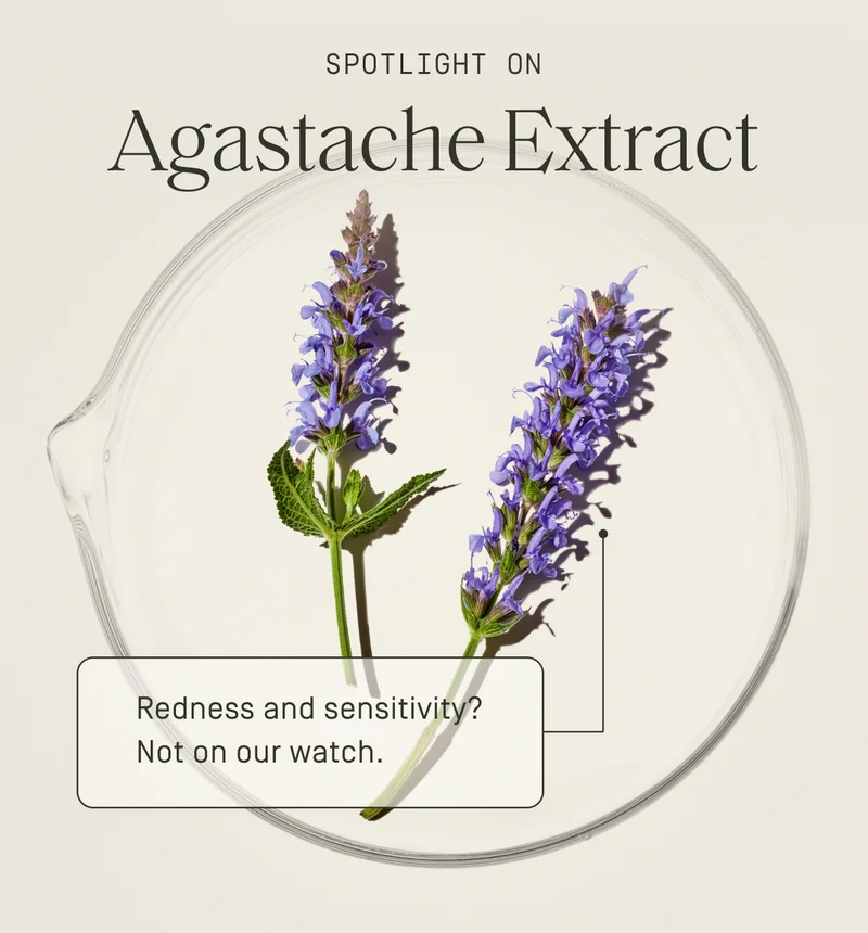 Agastache Extract