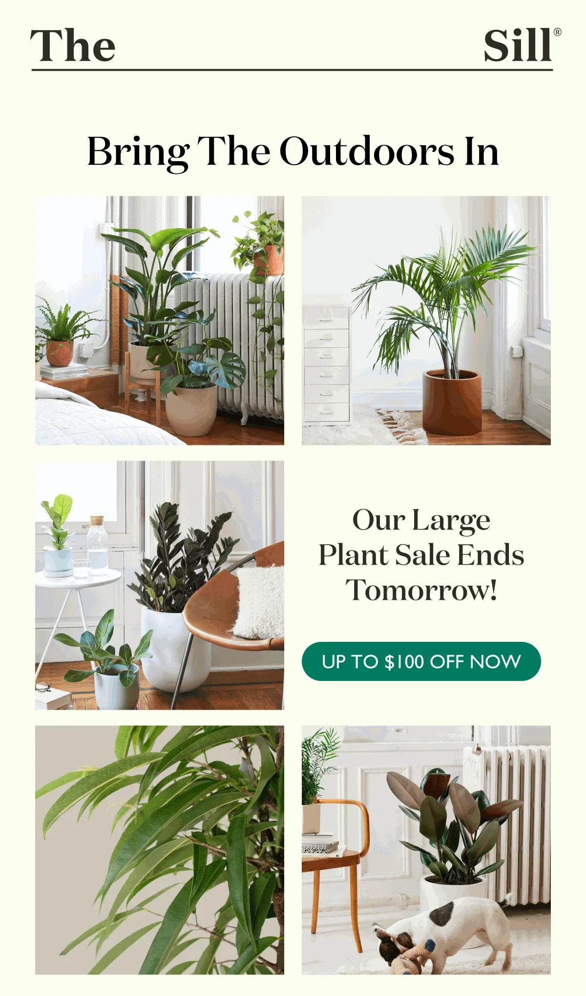 LARGE PLANT SALE: UP TO $100 OFF