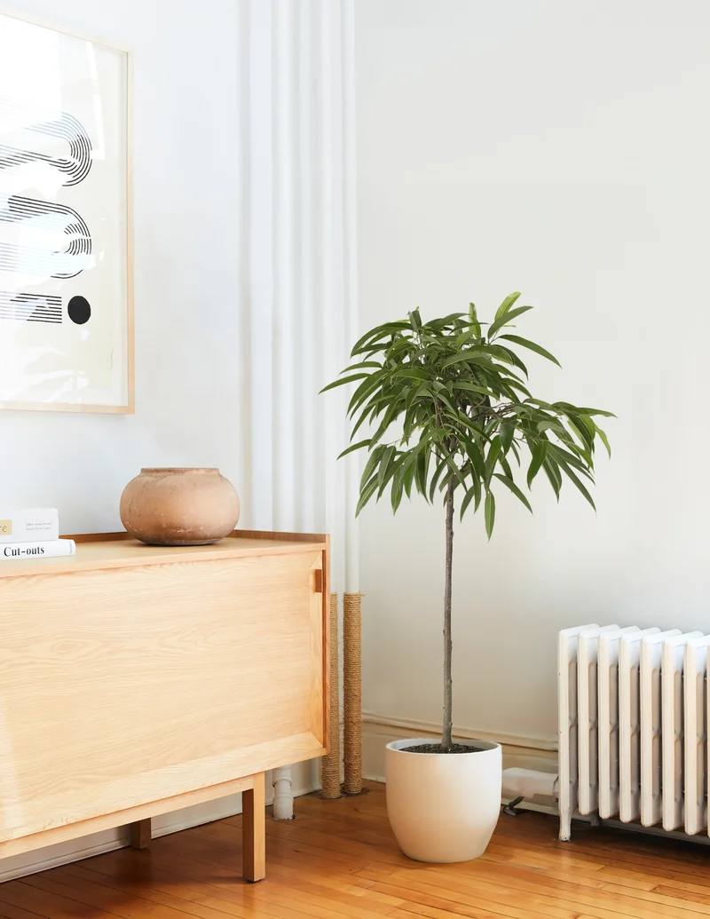 Image of Ficus Alii