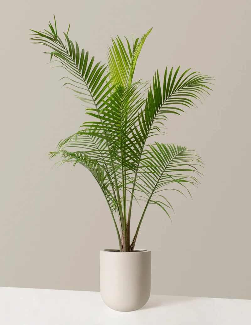Image of Majesty Palm