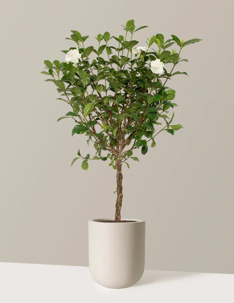 Image of Braided Gardenia