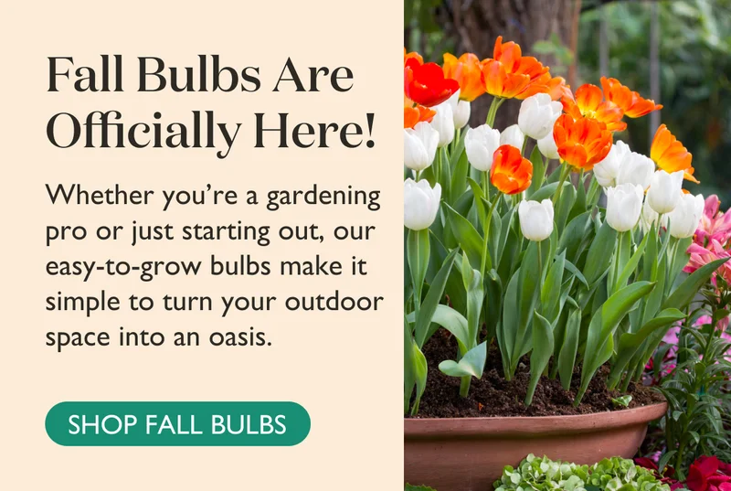 LARGE PLANT SALE: UP TO $100 OFF