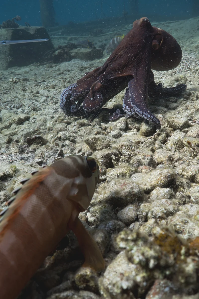 Day octopuses in the Red Sea team up with up fish to hunt, an efficient strategy.