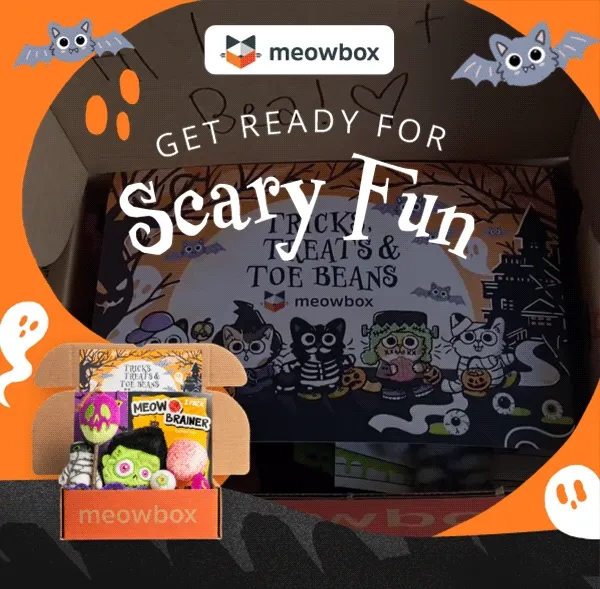Get ready for Scary Fun! Images of a grey and white cat opening the Tricks, Treats, Toe Beans meowbox and going through the toys (Batty for Catnip, Cat-O-Lantern, 100% Wool Bandaged Buddy, Meow Brainer 2-pack cat toys and more)