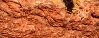 Component of AG1